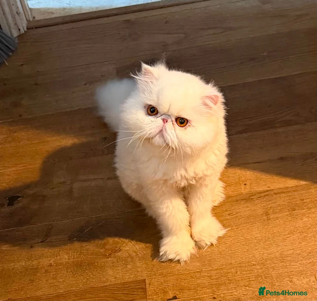 Persian cats for sale: White Persian Male - Advert 1