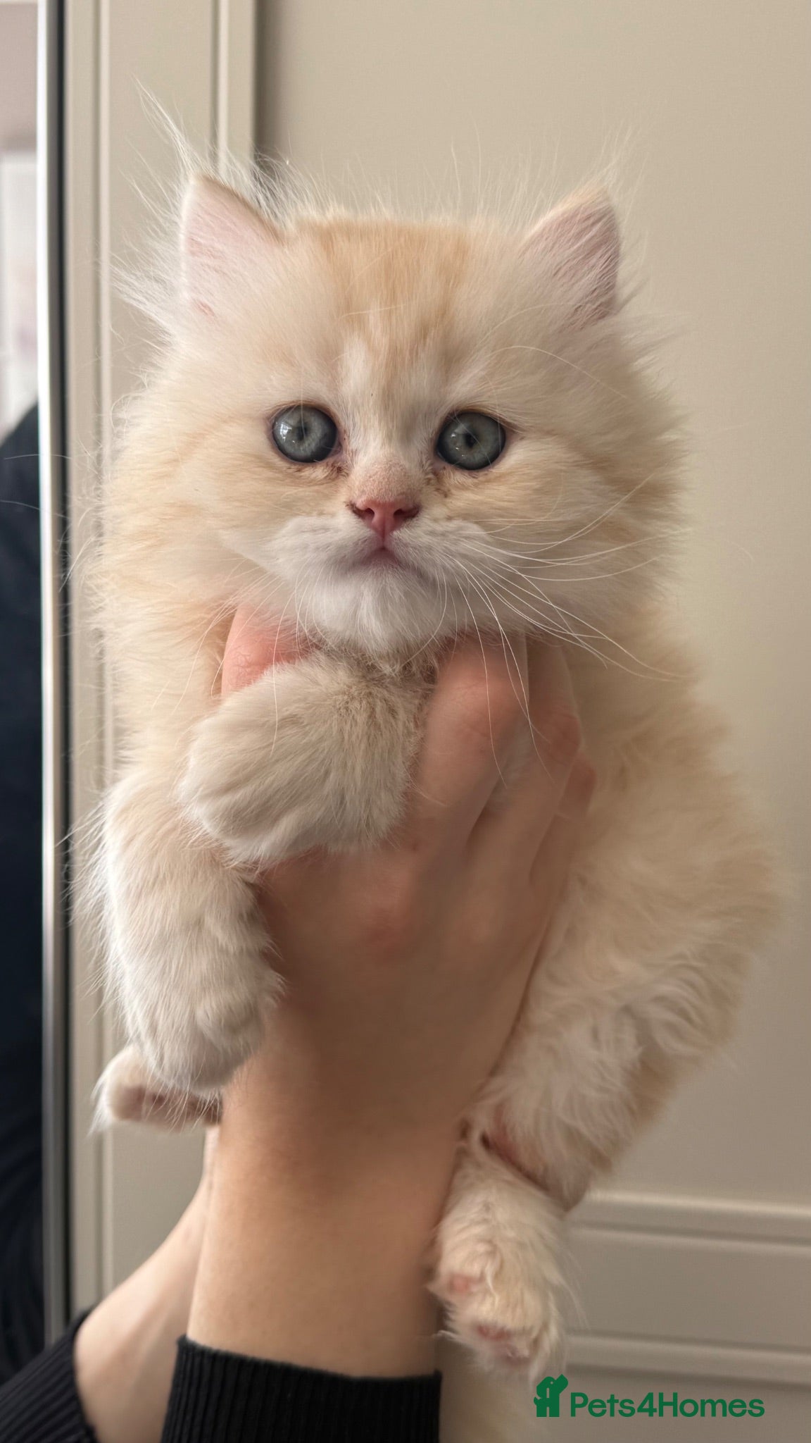 British Longhair cats Beautiful British Longhair Boys! - Advert 1
