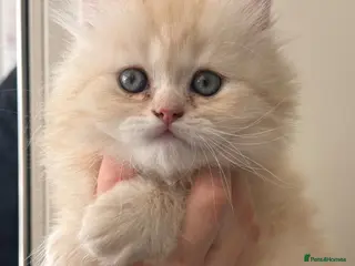British Longhair cats Beautiful British Longhair Boys! - Advert 1