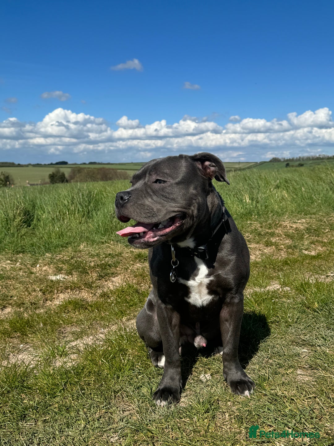 Staffordshire Bull Terrier dogs for stud: Staffordshire Bull Terrier STUD - Image 1