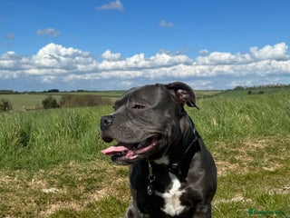 Staffordshire Bull Terrier dogs - Advert 12