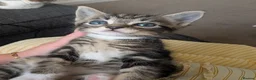 Mixed Breed cats for sale: 3 lovely playful friendly kittens  in Chichester - Advert 18