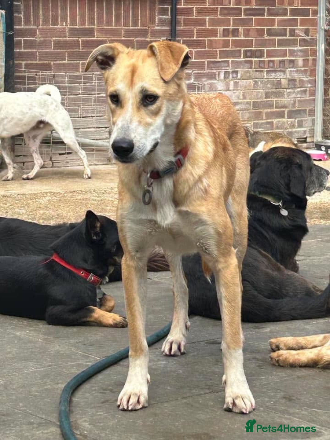 Mixed Breed dogs for adoption: Cristina - Norwich Norfolk  - Image 22