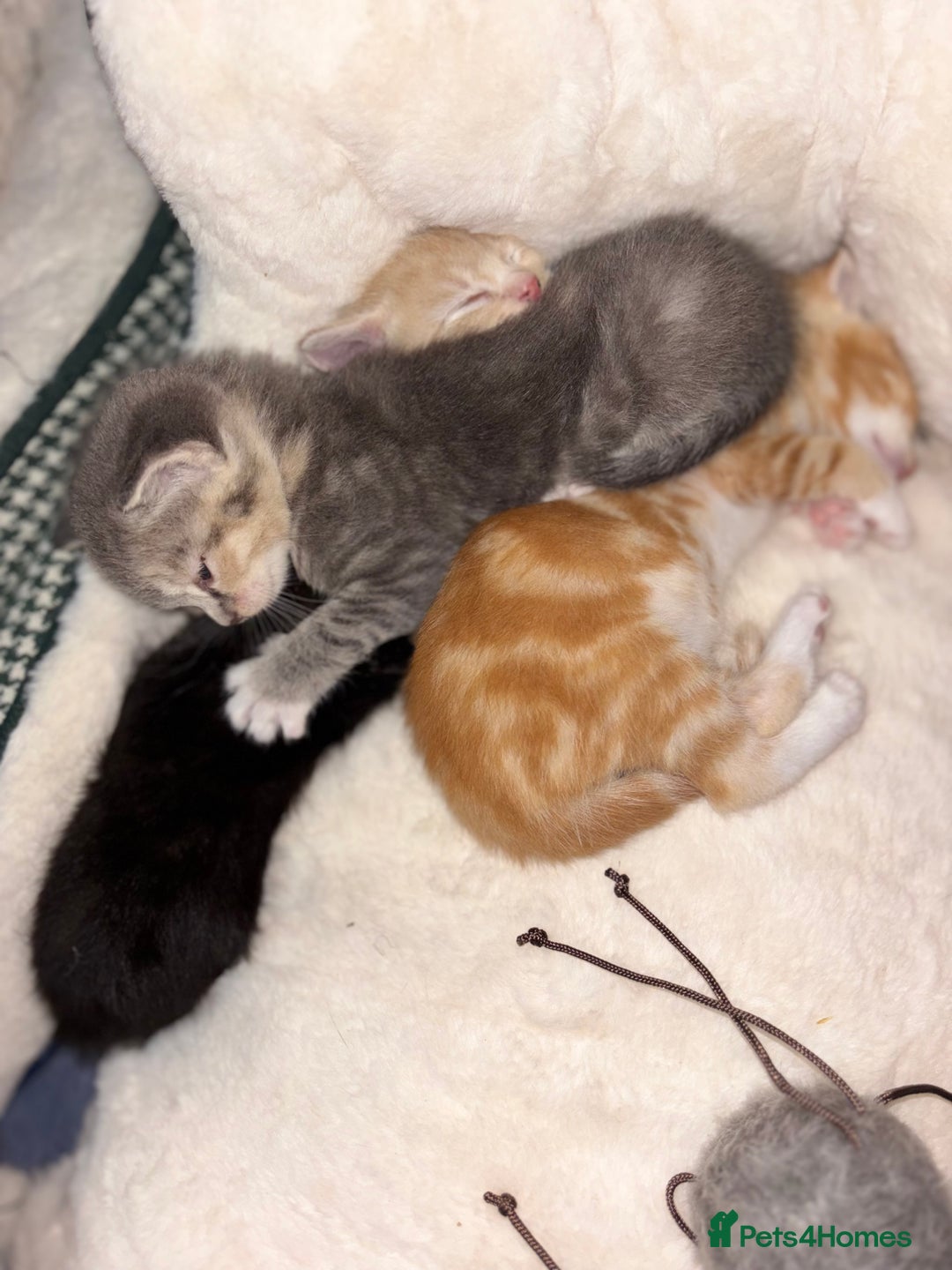 Scottish Fold cats for sale: Scottish Straight Kitten  - Image 3