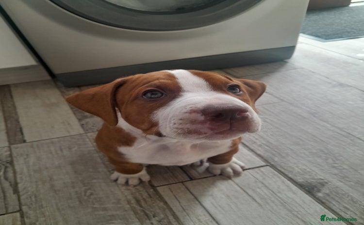 American Bull Staffy dogs - Advert 1