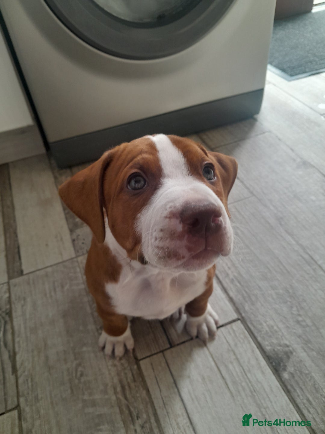 American Bull Staffy dogs for sale: Exceptional  - Image 1
