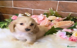Miniature Dachshund dogs for sale: READY NOW STUNNING KC CREAM MINI DACHSHUNDS  - Image 13