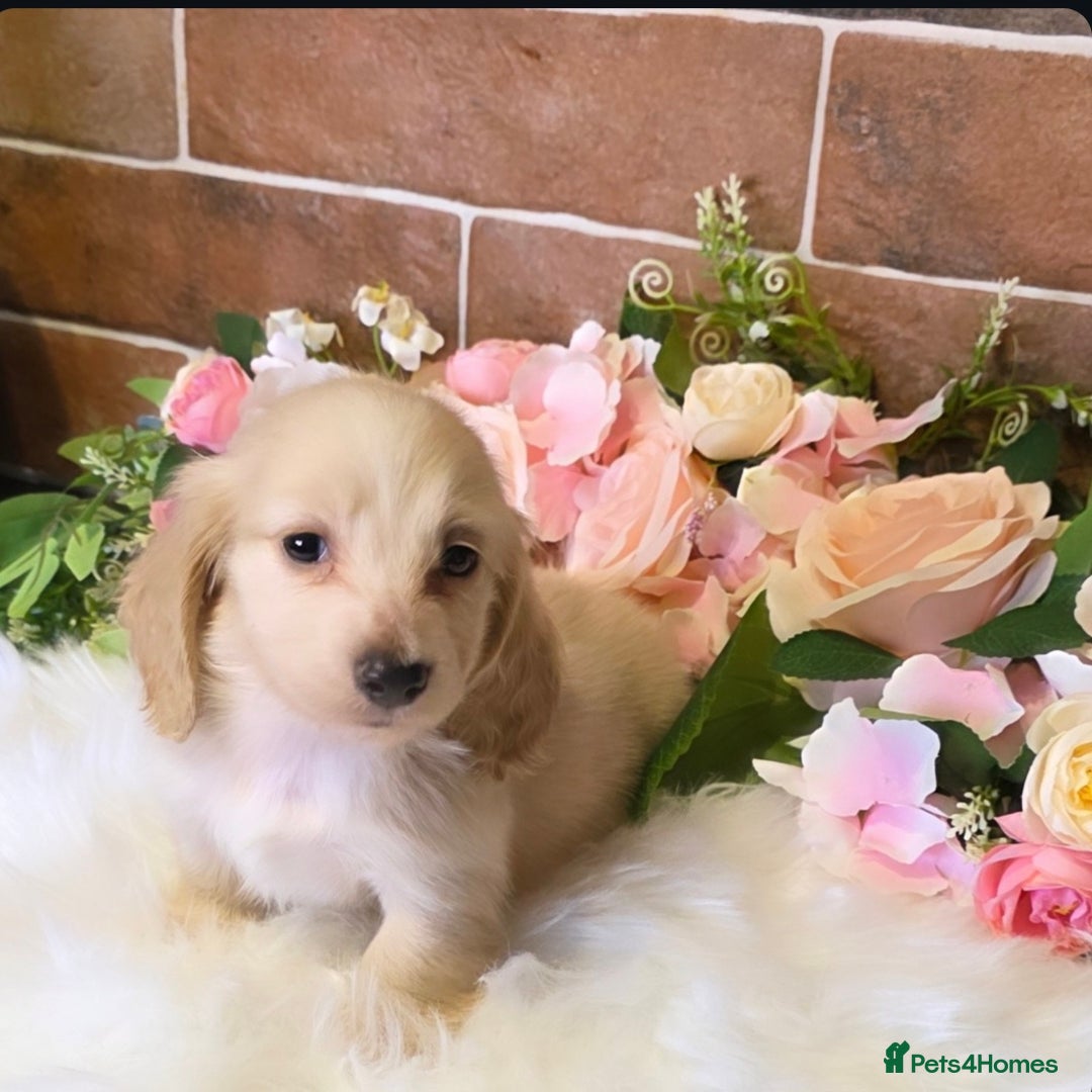 Miniature Dachshund dogs for sale: READY NOW STUNNING KC CREAM MINI DACHSHUNDS  - Image 13
