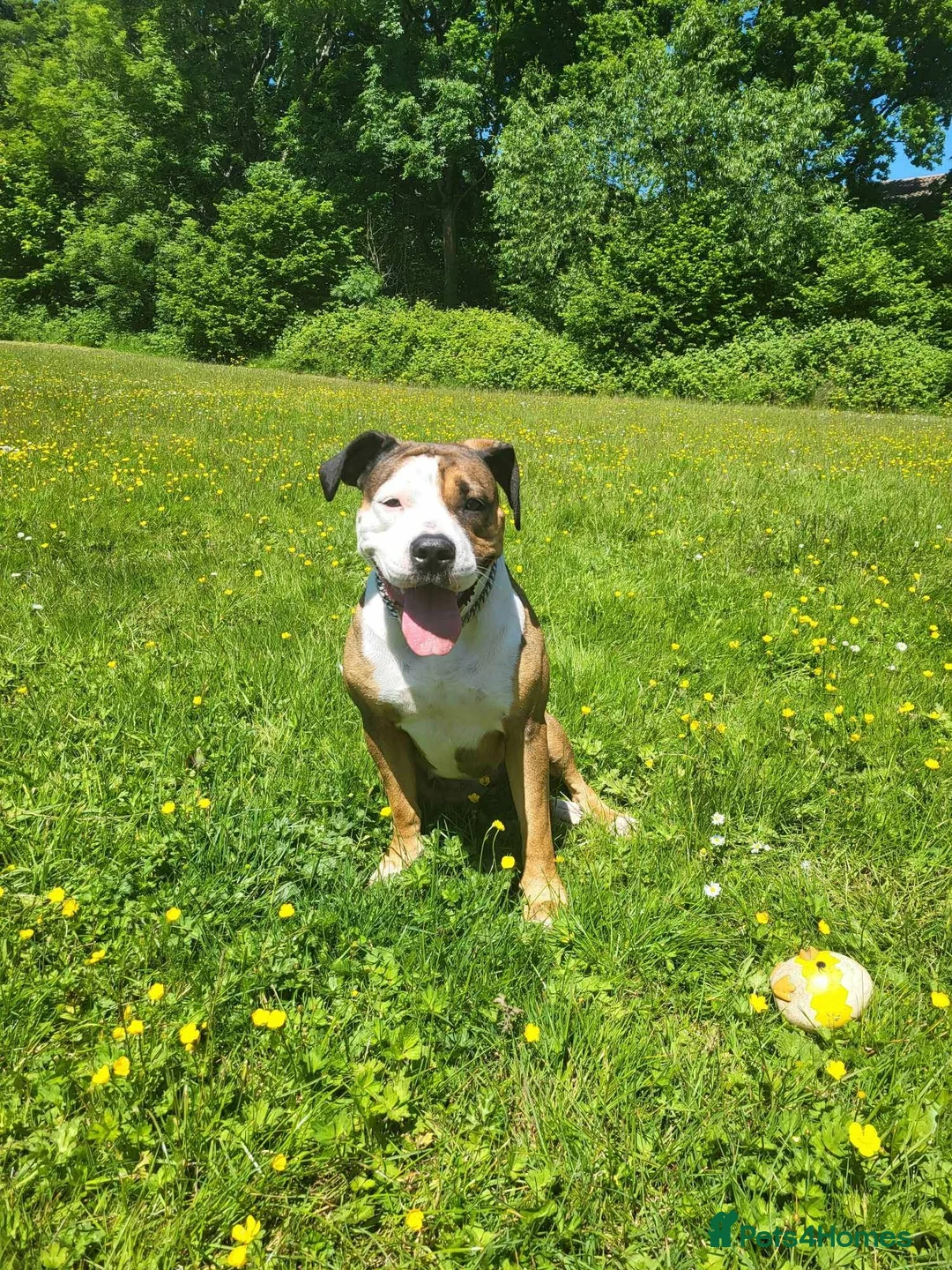 Mixed Breed dogs for sale: Looking to rehome #free# - Advert 1