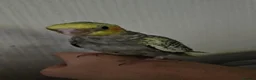 Mixed Breed birds for sale: Tame Kakariki and cockatiel chicks  - Advert 13
