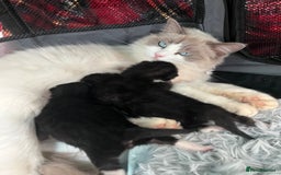 Ragdoll cats for sale: Ragdoll cross - Image 5