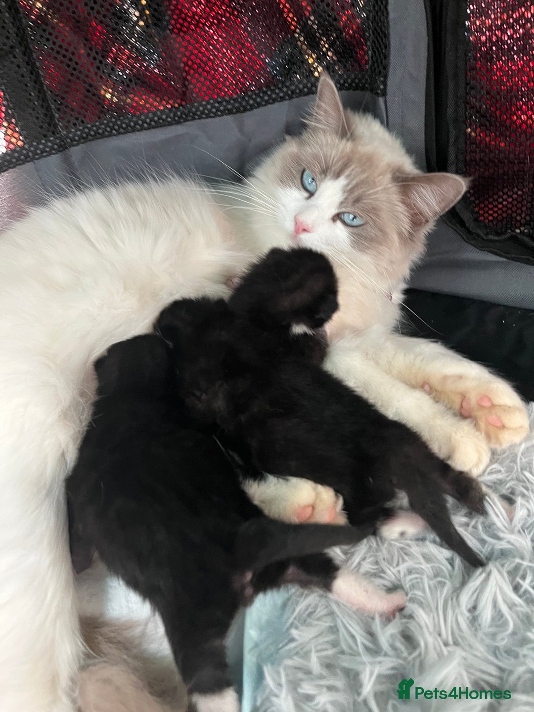Ragdoll cats for sale: Ragdoll cross - Image 5