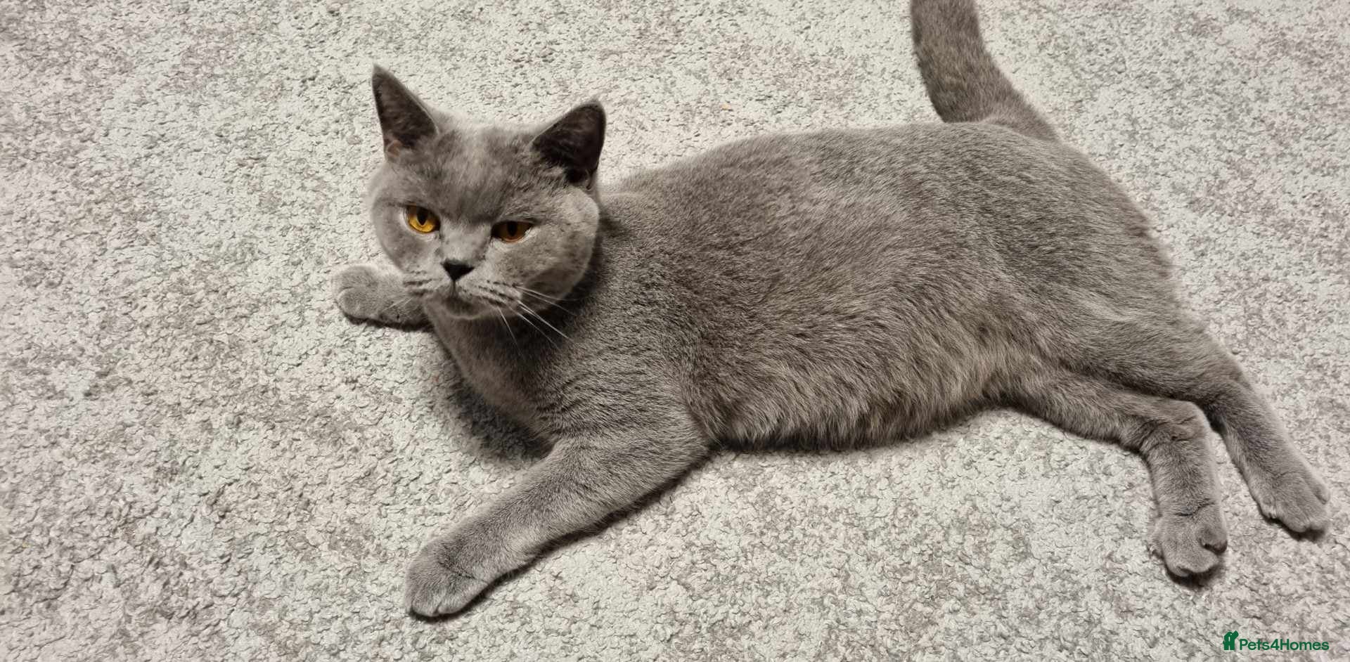 British Shorthair cats British shorthair - Advert 13