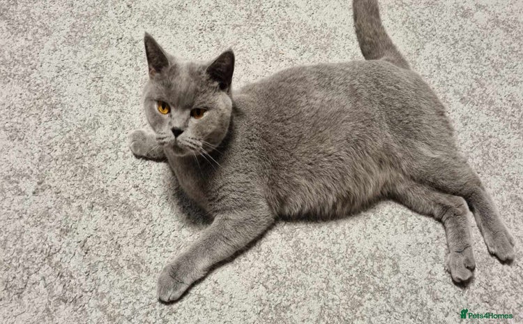 British Shorthair cats British shorthair - Advert 11