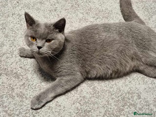 British Shorthair cats British shorthair - Advert 2