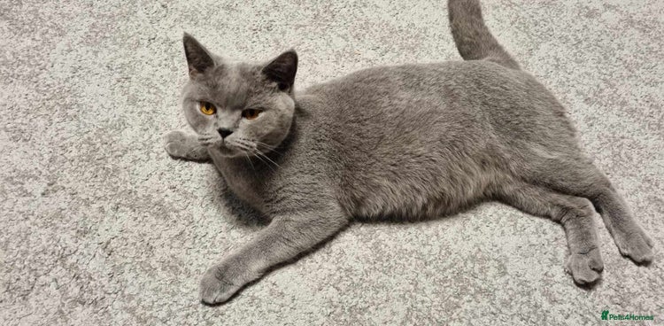 British Shorthair cats British shorthair - Advert 1