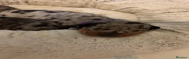 Dachshund 2