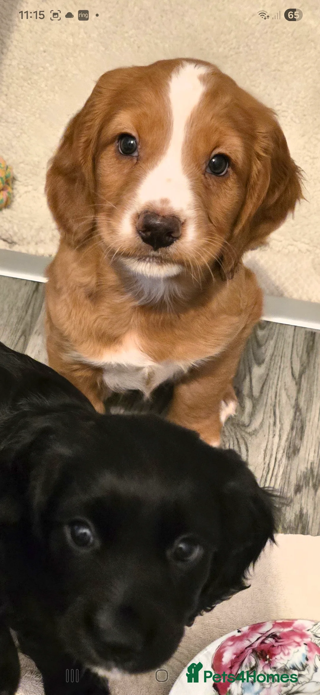 Cocker Spaniel dogs for sale: Cocker spaniel male  - Advert 4