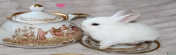 Netherland Dwarf rabbits for sale: 🐰 Netherland Dwarf Rabbits for Sale 🐰 in Southall - Advert 12