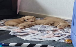 Miniature Dachshund dogs for sale: KC REG PRA CLEAR CREAM LONG HAIRED MINI DACHSHUNDS - Image 9