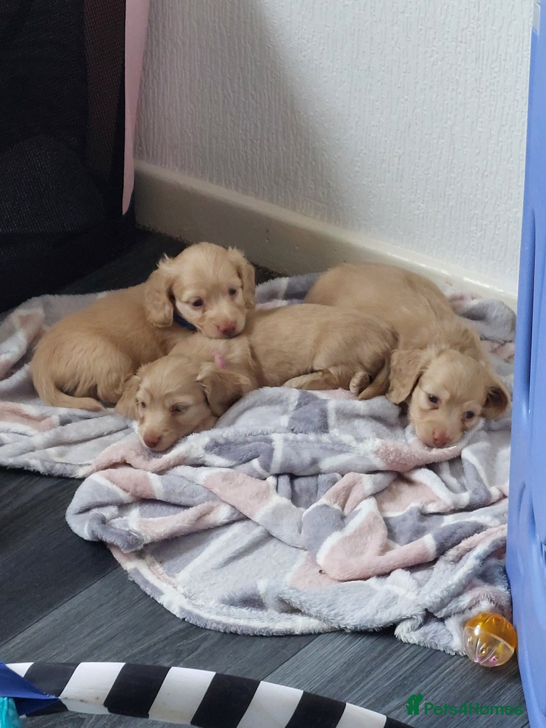 Miniature Dachshund dogs for sale: KC REG PRA CLEAR CREAM LONG HAIRED MINI DACHSHUNDS - Image 9