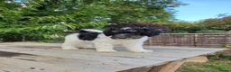 Standard Poodle dogs for sale: Parti Colour Fox Terrier x Standard Poodle Pups - Advert 36