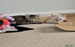 Mixed Breed cats for sale: Two beautiful kittens - Image 9