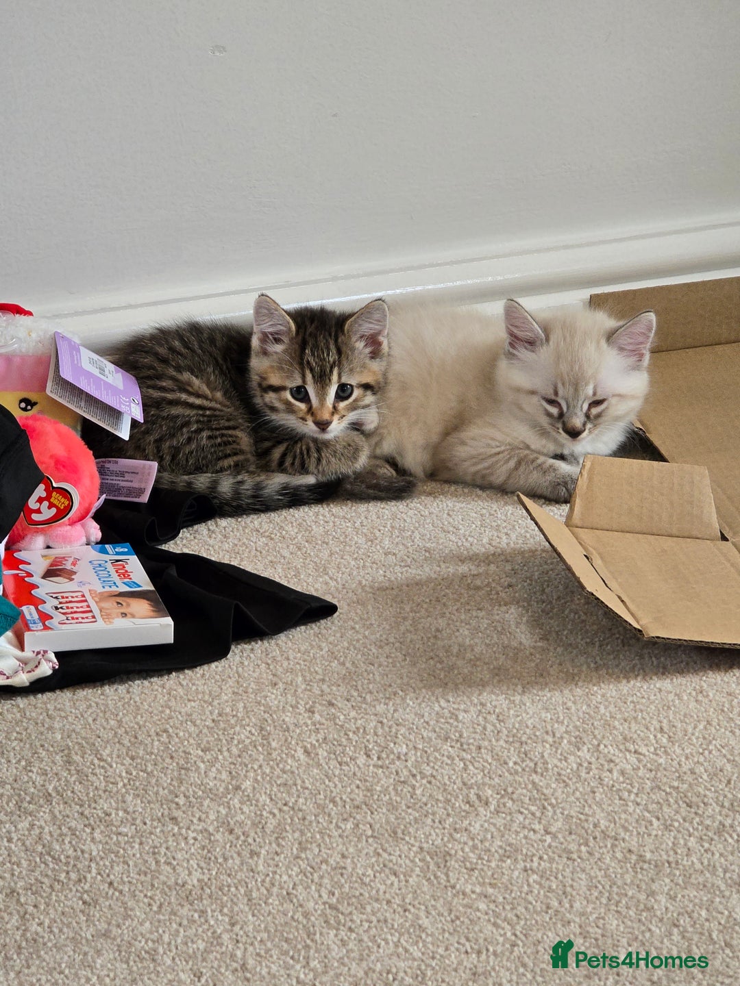 Mixed Breed cats for sale: Two beautiful kittens - Image 9