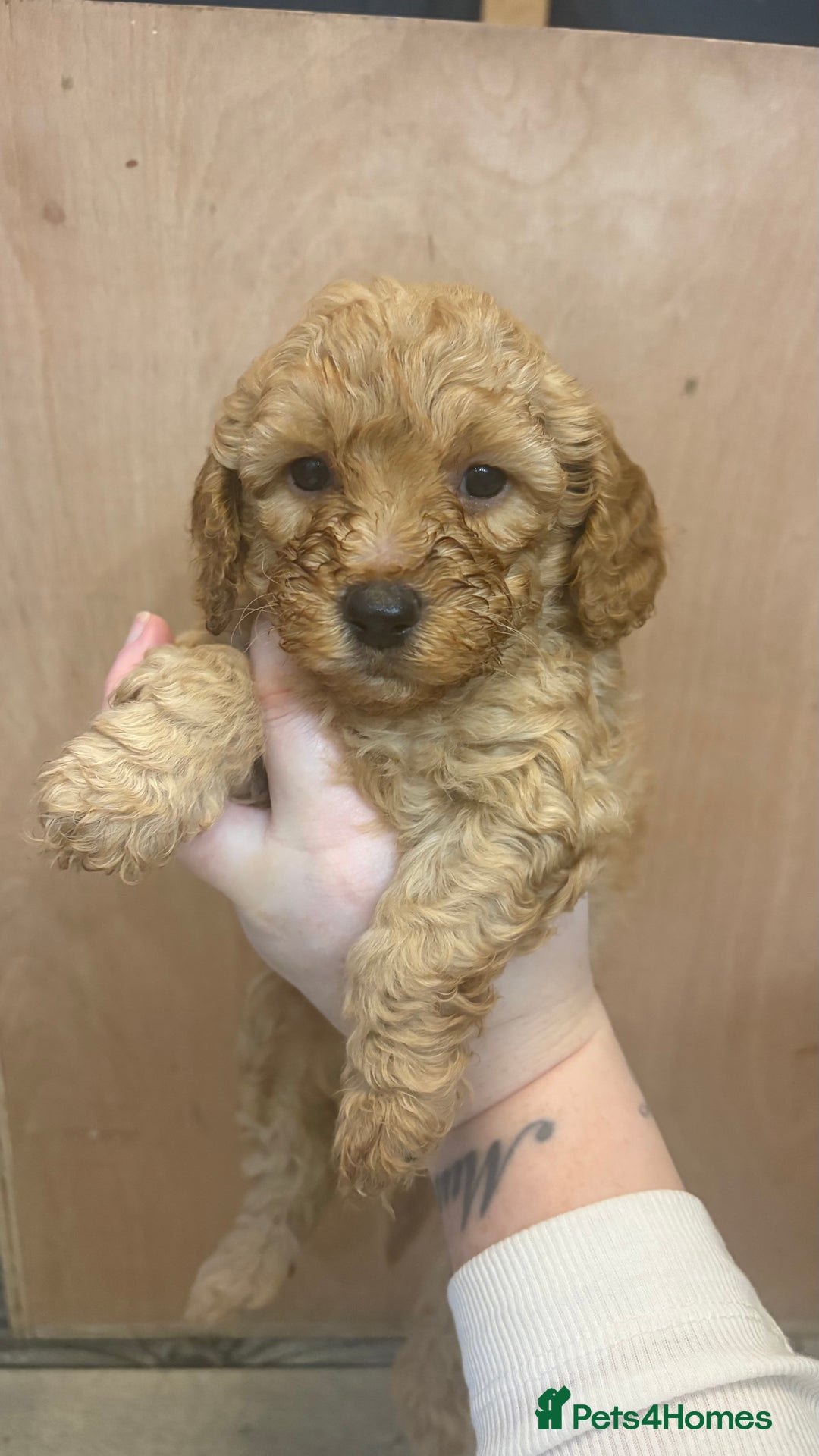 Cockapoo dogs for sale: F1b cockapoos  - Advert 3