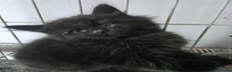 Maine Coon cats for sale: Beautiful black fluffy kittens - Advert 9