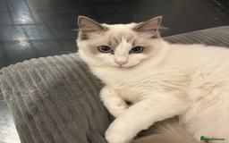Ragdoll cats for sale: Beautiful Blue point/Bicolor Ragdoll - Image 7