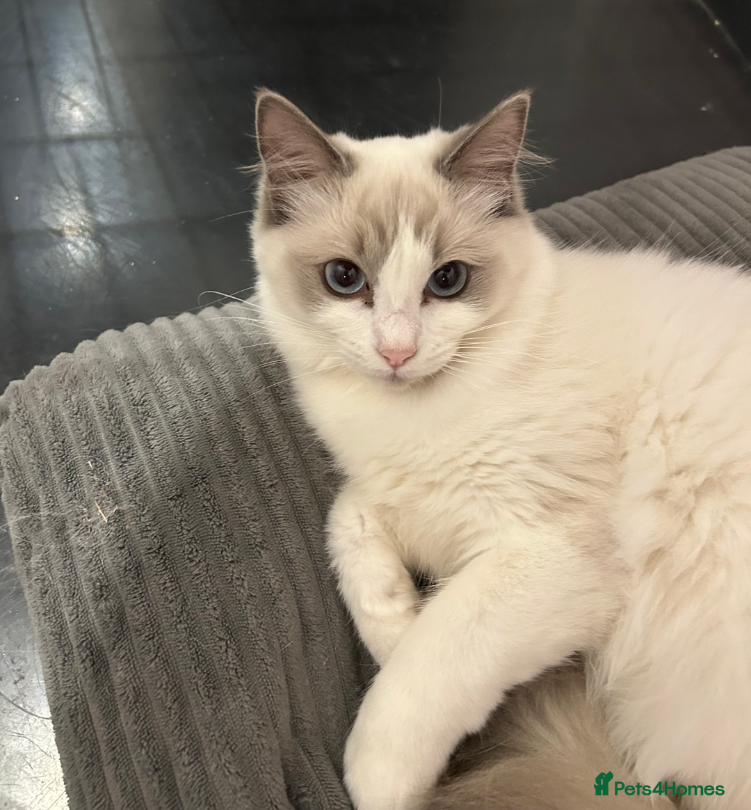 Ragdoll cats for sale: Beautiful Blue point/Bicolor Ragdoll - Image 7