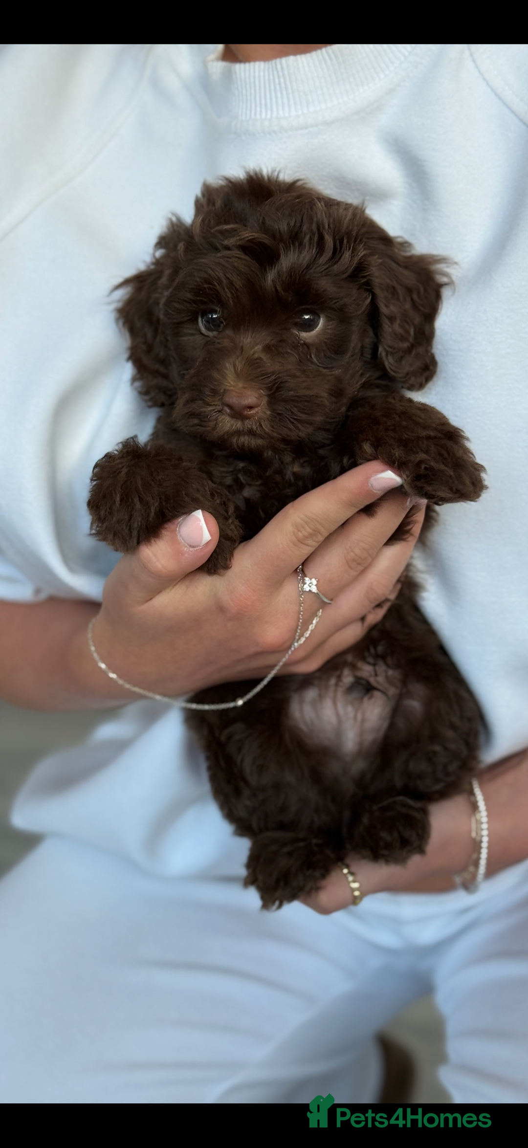 Cockapoo dogs for sale: 3 cockapoo boys READY THIS WEEKEND  - Image 2