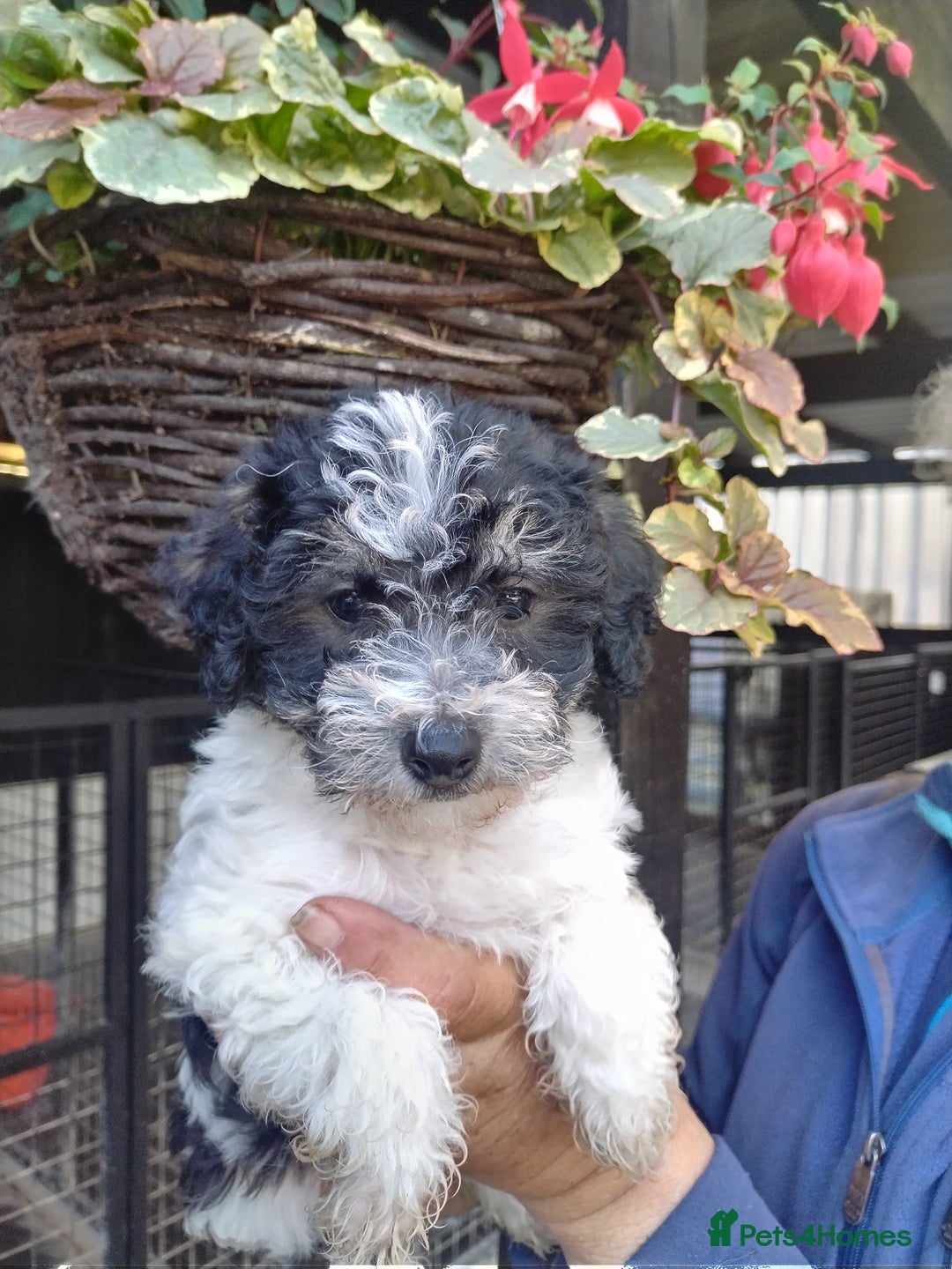 Mixed Breed dogs for sale: Gorgeous jack-chons - Image 1