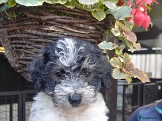 Mixed Breed dogs - Advert 7