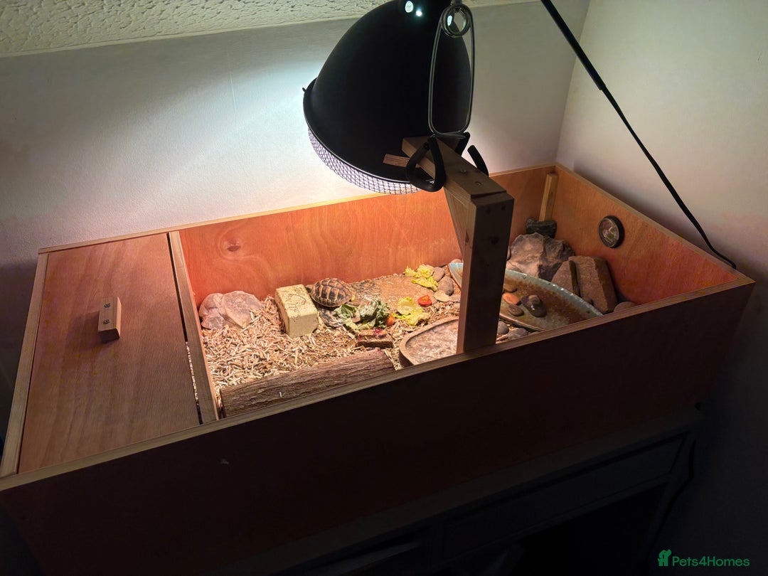 Hermann Tortoise reptiles for sale: 9 month old Herman’s Tortoise  - Image 5
