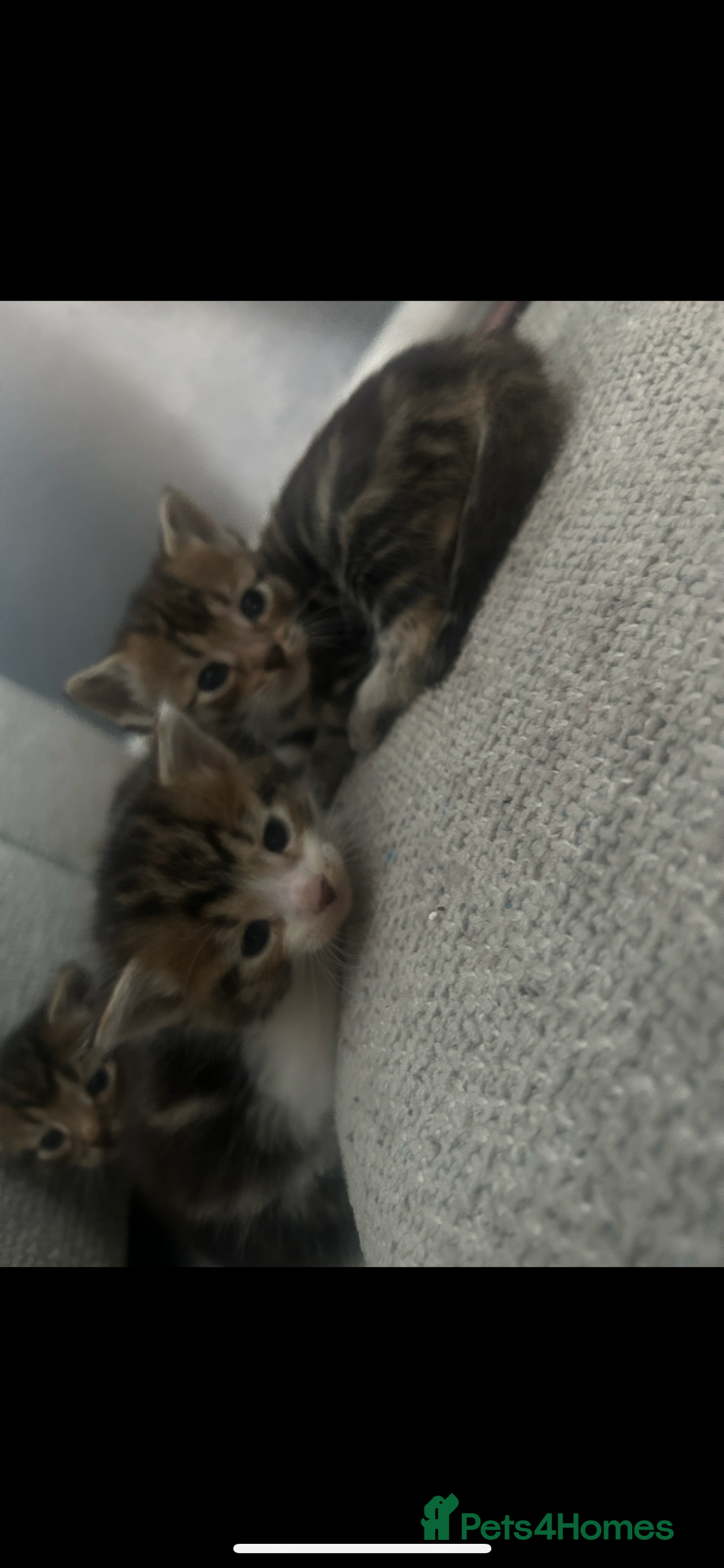 Domestic Shorthair cats for sale: 4 kittens ready to leave now - Image 9