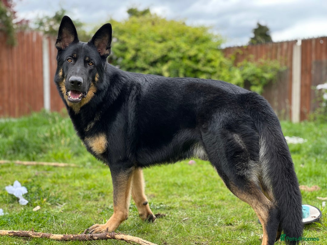 German Shepherd dogs for sale: 5 Year Old German Shepherd for Rehoming - Image 1