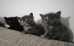 Nebelung cats for sale: Kittens  - Image 10