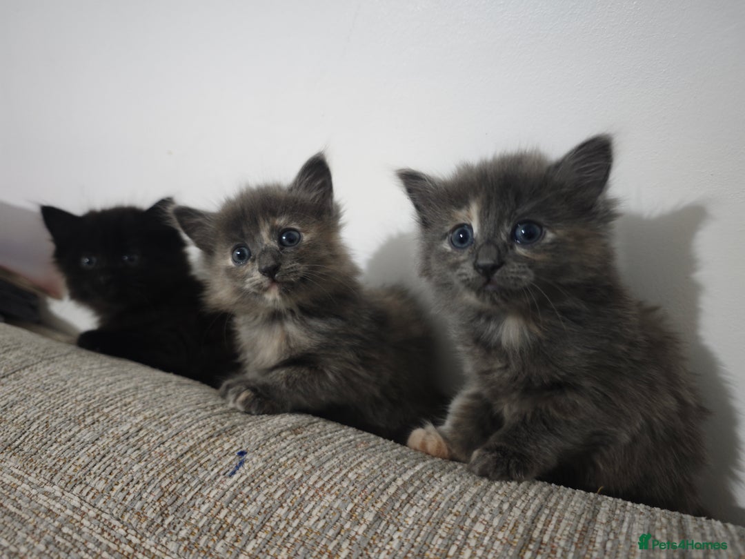 Nebelung cats for sale: Kittens  - Image 10