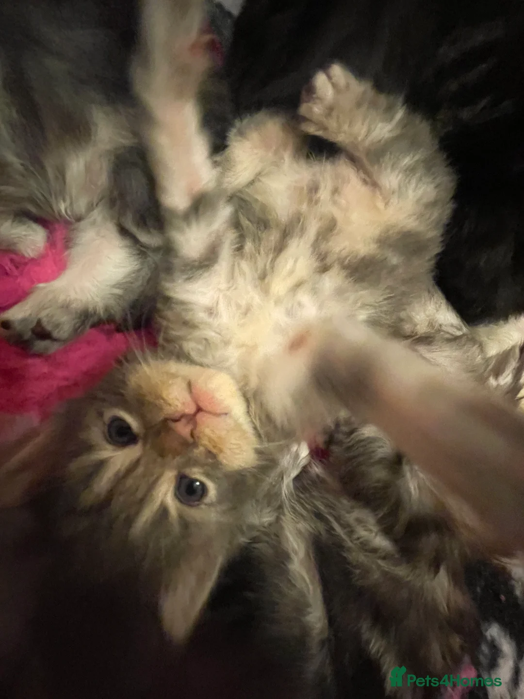 Maine Coon cats for sale: Beautiful Silver tabby Maine coon girls - Advert 5