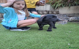 Labrador Retriever dogs for sale: ONLY 2 LEFT. Beautiful Healthy Labrador Puppies - Image 13