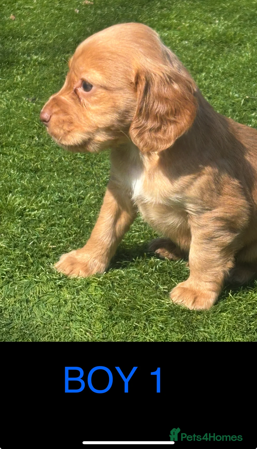 Cocker Spaniel dogs for sale: KC cocker spaniel puppies  - Advert 10