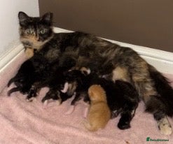 Mixed Breed cats Beautiful kitten - Advert 2