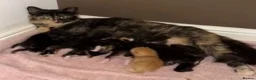 Mixed Breed cats for sale: Beautiful kitten - Advert 1