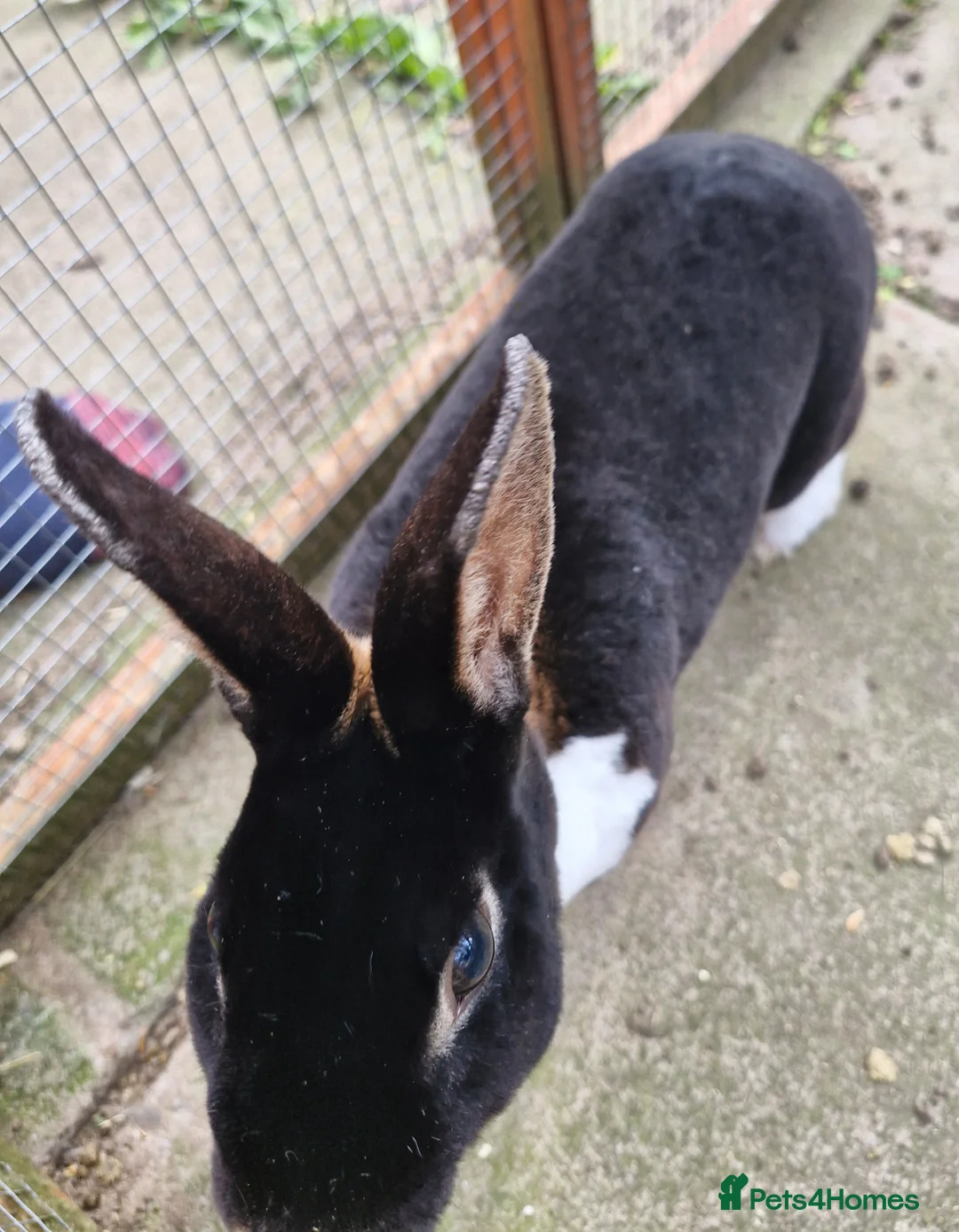 Rex rabbits for sale: ** male mini rex ** - Advert 4