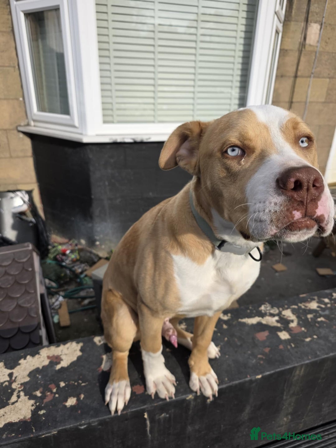 Mixed Breed dogs for sale: Beau  - Image 3