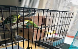 Budgerigars birds for sale: 4 Beautiful Budgies 2 Males 2 Females - Image 7