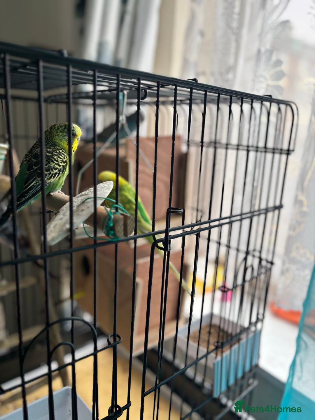 Budgerigars birds for sale: 4 Beautiful Budgies 2 Males 2 Females - Image 7