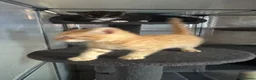Mixed Breed cats for sale: 1 male 1 female available  - Advert 10